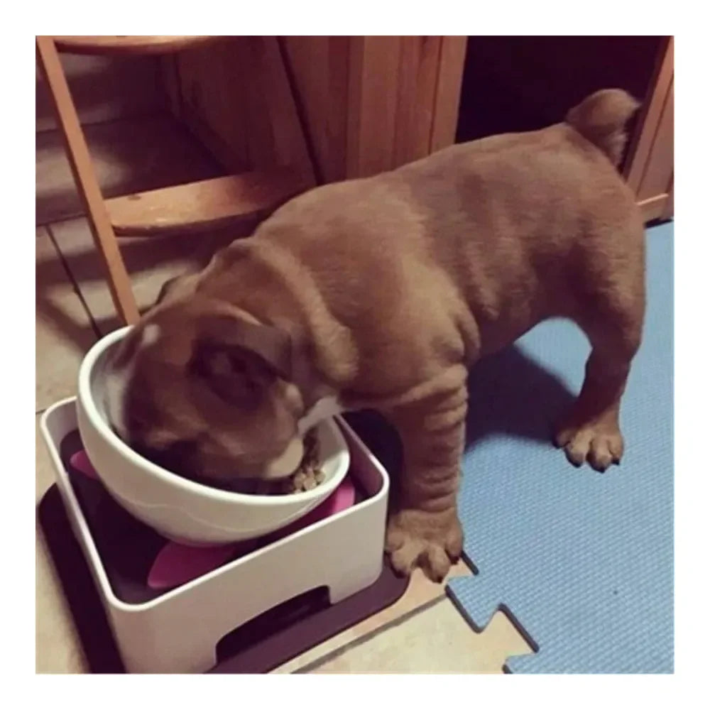 Wide Mouth Tilted Dog Feeder With Anti Skid Base
