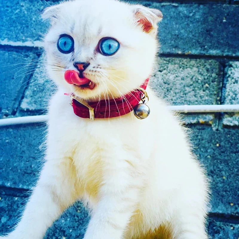 NONED Heart Charm Bell Cat Collar Elastic Adjustable Velvet