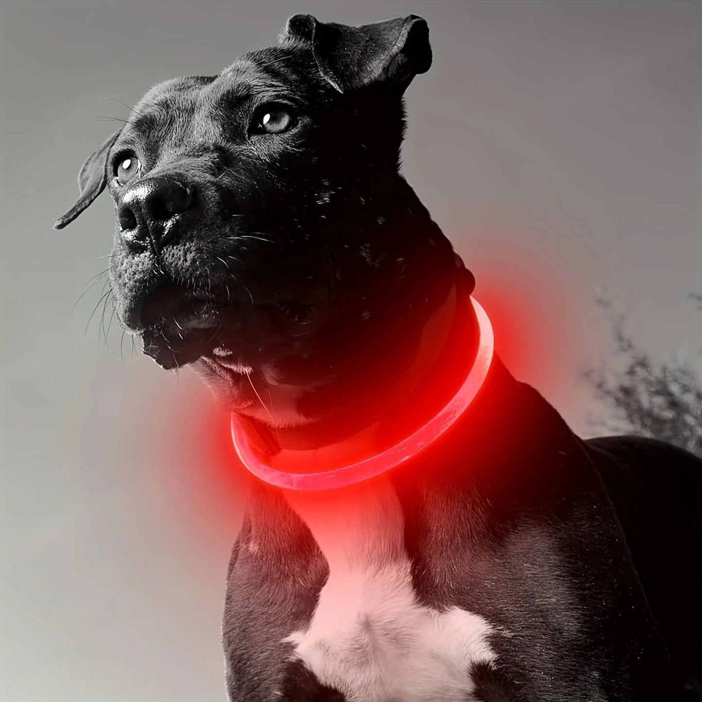NONECN Pet Dog LED Light Collar USB Rechargeable Anti Lost